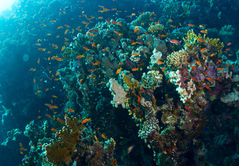 Coral and fishes in the Red Sea, Egypt.
