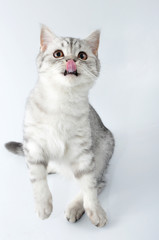 silver tabby Scottish cat with tongue out jumping