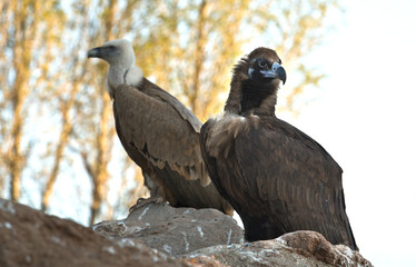 Griffon Vultures II