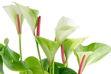 Closeup of anthedesia anthurium - obrazy, fototapety, plakaty