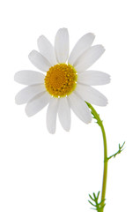 Daisy flower