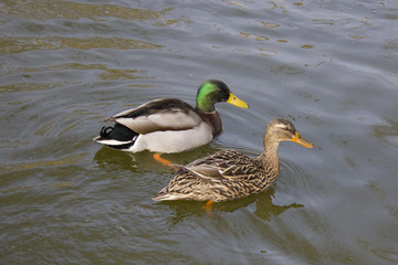 canard duck 1