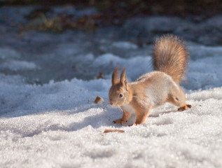 Naklejka premium protein in the snow