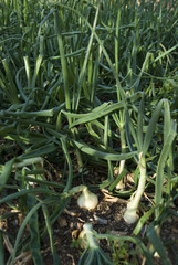 Onion plantation.