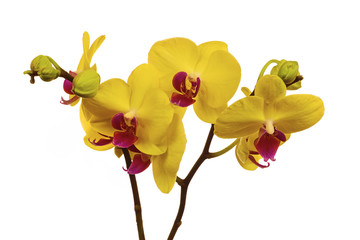 Yellow orchids closeup on the white background