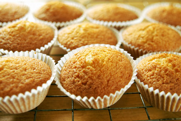 Plain cupcakes