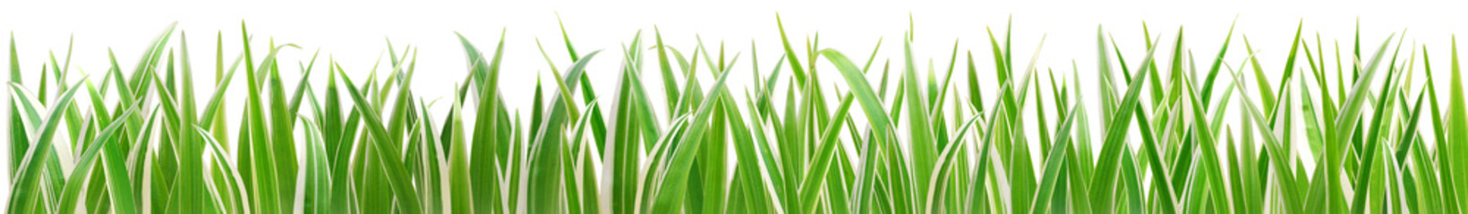 Fototapeta na wymiar grass on white background