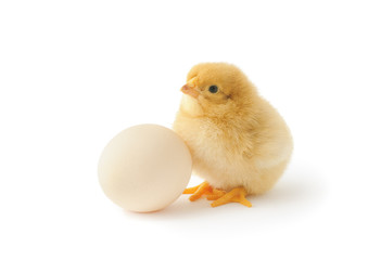 Little chicken and egg