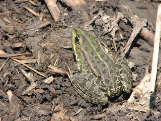 Frog sitting on a swamp