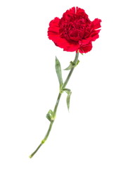 bud of flower of carnation on a white background