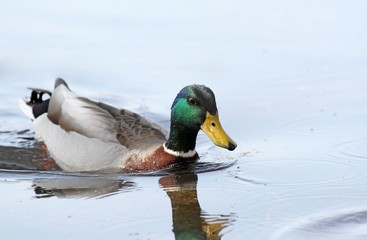 Fototapeta premium nage