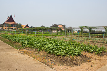 Fototapeta na wymiar vegetable growing and water system