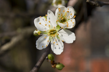 Abricotier premières fleurs printemps 2
