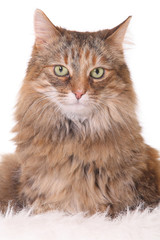 cat isolated on white