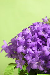 campanula blue a close up