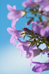 flowers campanula on a background of the blue sky