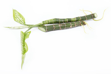 two branches of a plant with roots isolated on a white backgroun