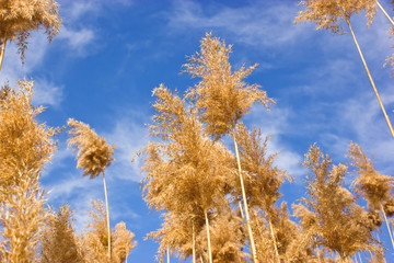 Dry reed - cane © PhotoIris2021