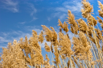 Reed - cane