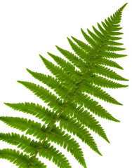 leaf   fern isolated close up