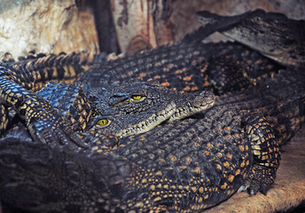 alligators