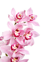 Naklejka na ściany i meble pink orchid flowers isolated