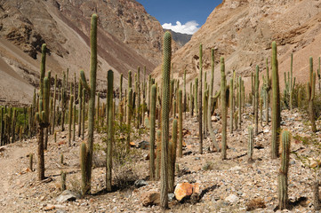 Cacti tower on the canyon Cotahuasi, Peru