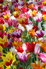 Bed of many colorful tulip flowers in the garden