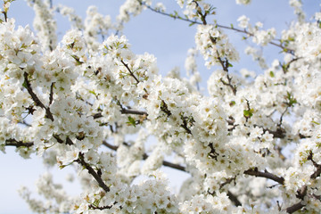 .Bunches of plum blossom