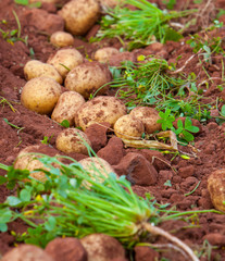 Potato field
