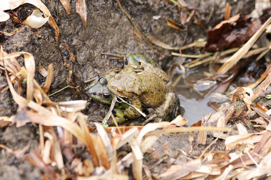 Fortpflanzung, Fr&ouml;sche...