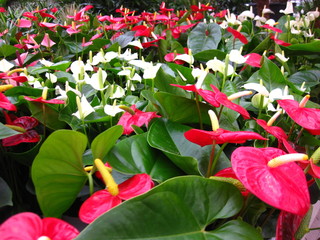 anthurium plants