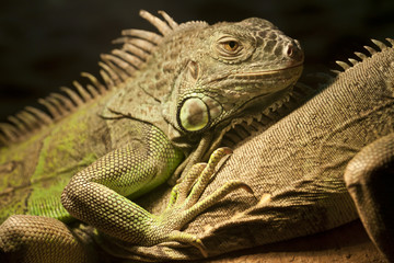 Iguana
