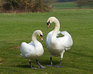 Mute Swans mated pair
