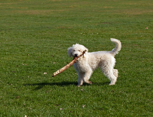 Dog Playing with Stick