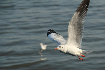 Seagull flying on the sea .