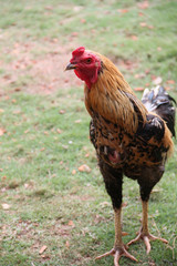 A Beautiful Cockfight.