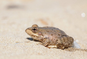 Marsh Frog, Rana ridibunda