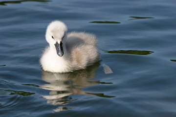 cygnet