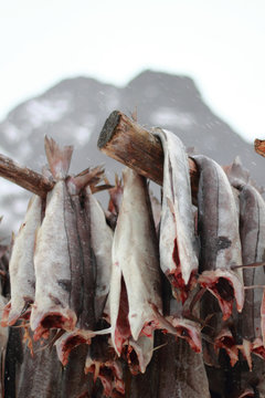 Cod drying in Lofoten