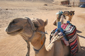 chameau , Egypte 6