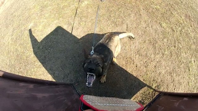 berger allemand formation