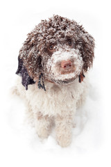dog in snow