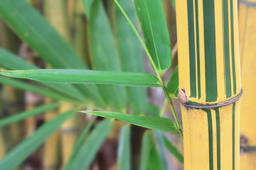 bamboo forest background