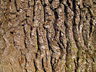 old oak bark as background