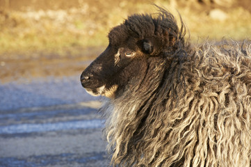 Obraz premium Profile of sheep