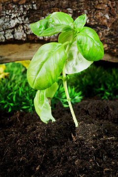 basil little plant on soil