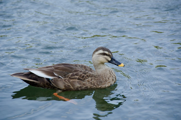 Spot-billed Duck, Anas poecilorhyncha