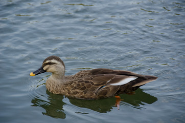 Fototapeta premium Spot-billed Duck, Anas poecilorhyncha