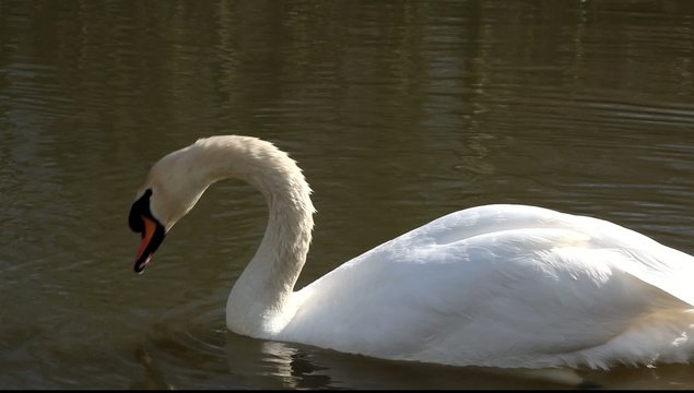 cygnes